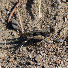 Trimerotropis occidentiloides