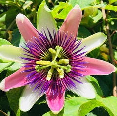 Passiflora alata × caerulea