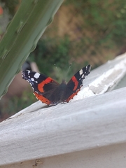 Vanessa atalanta