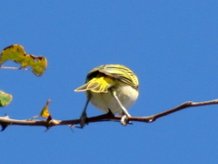 Ploceus intermedius cabanisii