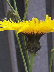 Hieracium