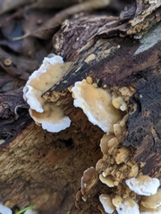 Gloeoporus dichrous