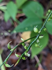 Persicaria virginiana