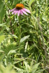 Echinacea purpurea