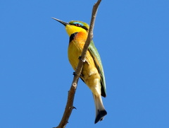 Merops pusillus argutus