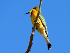 Merops pusillus argutus