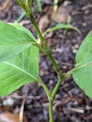 Persicaria virginiana