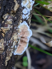 Gloeoporus dichrous