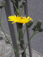 Hieracium