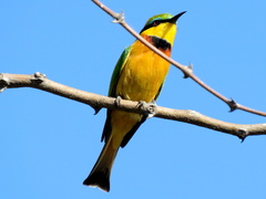 Merops pusillus argutus