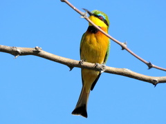 Merops pusillus argutus