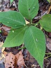 Persicaria virginiana