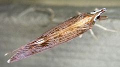 Apache degeeri