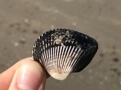 Noetia ponderosa