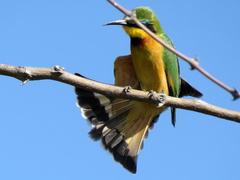 Merops pusillus argutus