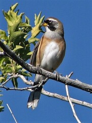 Saltatricula multicolor