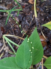 Persicaria virginiana