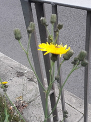 Hieracium