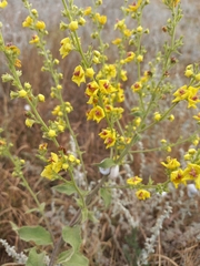 Verbascum pyramidatum