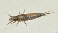 Machilinae