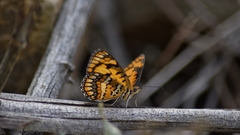 Byblia anvatara acheloia