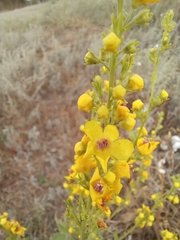 Verbascum pyramidatum