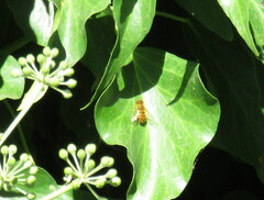 Parhelophilus