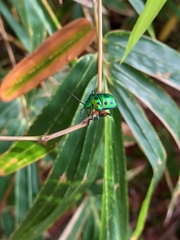 Chrysocoris