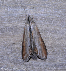 Cucullia convexipennis