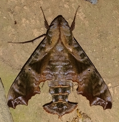 Nyceryx eximia
