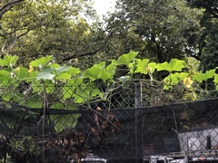 Cucurbita moschata