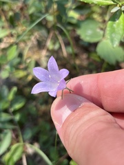 Campanula alaskana