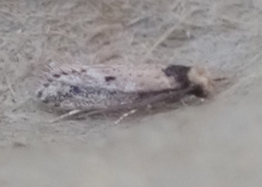 Tinea apicimaculella