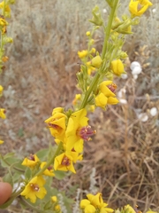 Verbascum pyramidatum