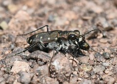 Cicindela duodecimguttata