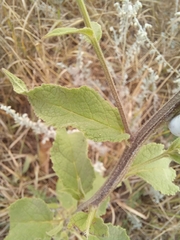 Verbascum pyramidatum