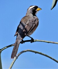 Saltatricula multicolor