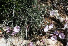 Convolvulus oleifolius
