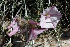 Convolvulus oleifolius