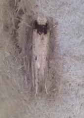 Tinea apicimaculella