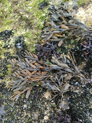 Fucus