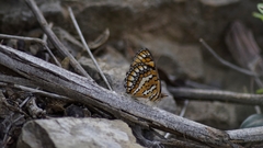 Byblia anvatara acheloia