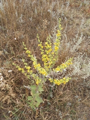 Verbascum pyramidatum