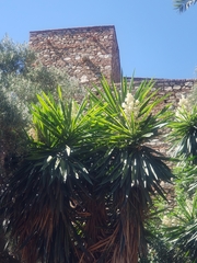 Yucca gigantea