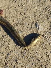 Thamnophis sirtalis pallidulus