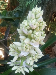 Yucca gigantea