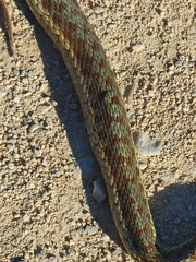 Thamnophis sirtalis pallidulus
