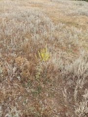 Verbascum pyramidatum