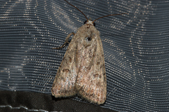 Caradrina clavipalpis