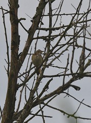 Acrocephalus arundinaceus